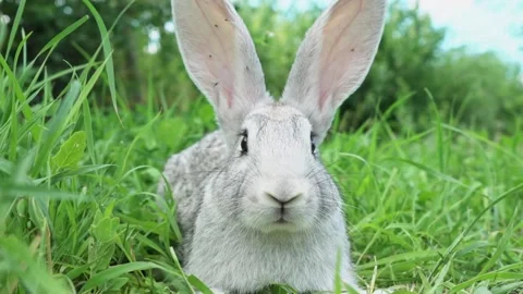 Cute fluffy light gray easter bunny sits on a green meadow in sunny weather Stock Footage 205112513