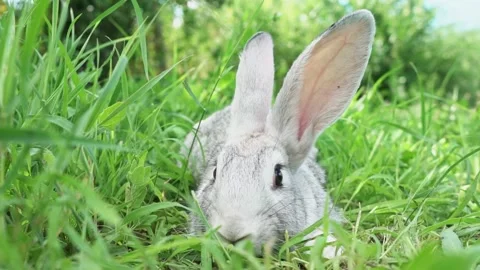 Cute fluffy light gray easter bunny sits on a green meadow in sunny weather Stock Footage 205112525