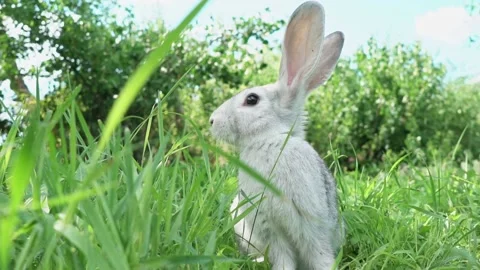 Cute fluffy light gray easter bunny with big ears sits green meadow sunny Stock Footage 205112572