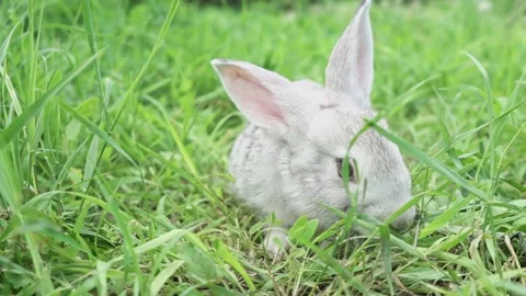 Cute fluffy light gray easter bunny sits on a green meadow in sunny weather Stock Footage 205112649