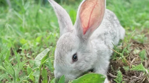 Cute fluffy light gray easter bunny sits on a green meadow in sunny weather Stock Footage 205112817