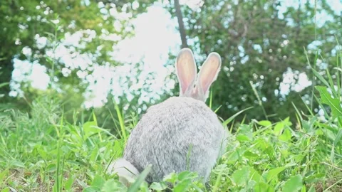 Cute fluffy light gray easter bunny with big ears sits green meadow sunny Stock Footage 205112952