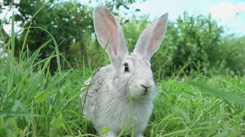 Cute fluffy light gray easter bunny sits on a green meadow in sunny weather Stock Footage 205592220