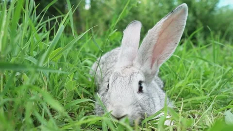 Cute fluffy light gray easter bunny sits on a green meadow in sunny weather Stock Footage 205592332