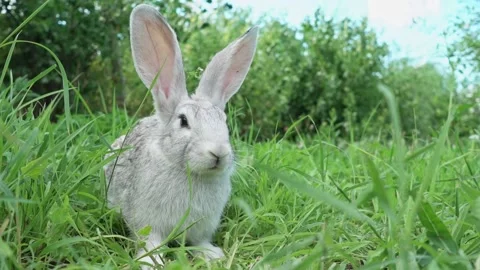 Cute fluffy light gray easter bunny sits on a green meadow in sunny weather Stock Footage 205592432