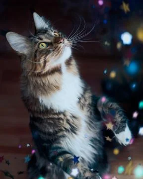 Cute fluffy Maine Coon cat standing and surrounded by falling stars Stock Photos