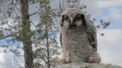 Cute fluffy owlet sitting on stone Stock Footage 52104868