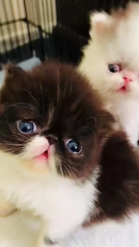 Cute Fluffy Persian Kittens Sitting Inside a Pet Cage Vidéo 337513742