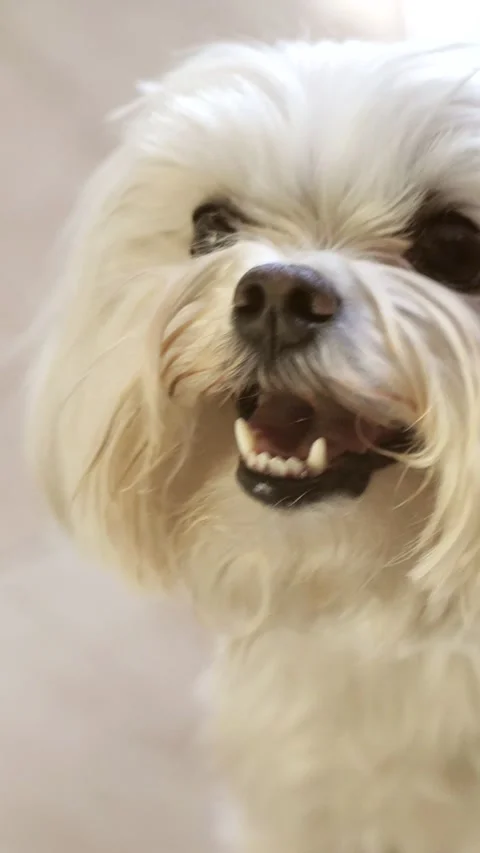 Cute fluffy purebred dog posing trustingly for the camera. Shih Tzu dog breed Stock Footage 303767318