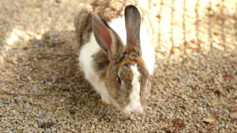 Cute fluffy rabbit eating fresh orange carrot piece on ground outdoors close up Video stock 342912754