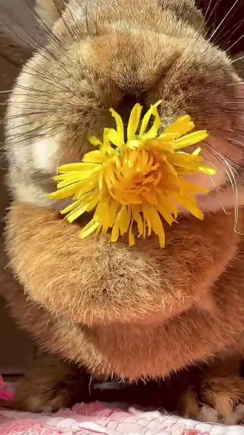 Cute fluffy rabbit eating a fresh yellow dandelion flower Vídeos de archivo 344838809