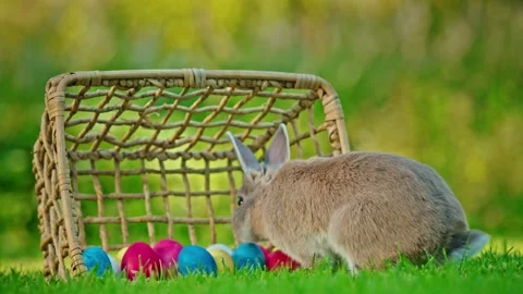 Cute fluffy rabbit exploring colorful easter eggs in wicker basket on green.. Stock Footage 334931013