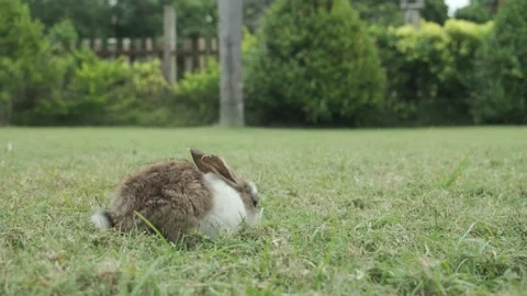 Cute fluffy rabbit is gnawing at the grass in the garden. Stock Footage 232028366