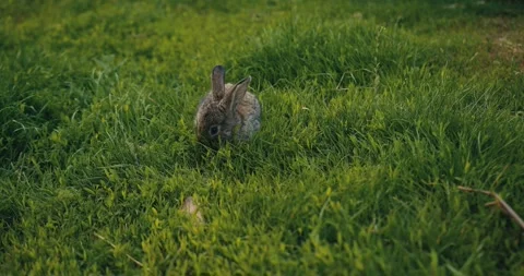 Cute fluffy rabbit on green grass outdoors. Video stock 278024634