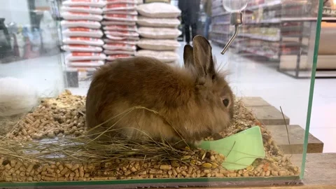 Cute fluffy rabbit in a transparent cage in a pet store window Stock Footage 257879679