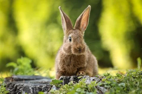 Cute fluffy rabbit on tree stump among green grass outdoors Stock Photos