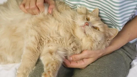 A cute fluffy red cat is dozing in the arms of a woman. Stock Footage 261893348
