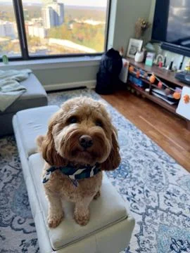 A cute fluffy red colored Cavapoo dog excited to see his owner. Stock Photos