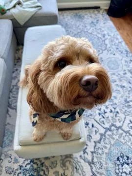 A cute fluffy red colored Cavapoo dog excited to see his owner. Stock Photos