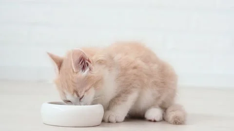 Cute fluffy red kitten cat eats liquid food in the apartment on a light Stock Footage 206847949