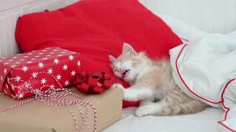 Cute fluffy red kitten cat lies on the bed, yawns, against the backdrop of Stock Footage 206848058