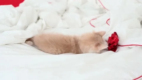 Cute fluffy red kitten cat lies on the bed, yawns, against the backdrop of Chris Stock Footage 208485464