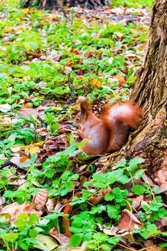 Cute fluffy red squirrel sitting on grass near big tree in city park or fores Stock Photos
