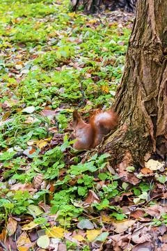 Cute fluffy red squirrel sitting on grass near big tree in city park or for.. Stock Photos