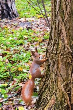 Cute fluffy red squirrel sitting on grass near big tree in city park or for.. Stock Photos