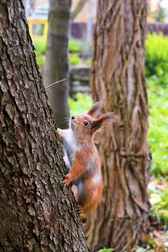 Cute fluffy red squirrel sitting on grass near big tree in city park or for.. Stock Photos