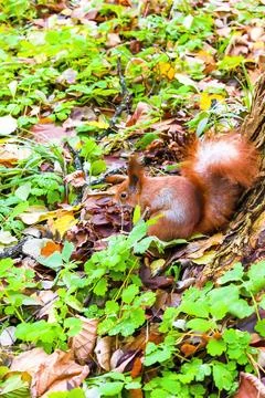 Cute fluffy red squirrel sitting on grass near big tree in city park or for.. Stock Photos