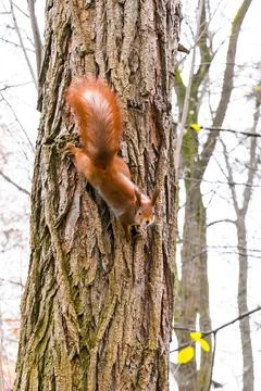 Cute fluffy red squirrel sitting on grass near big tree in city park or for.. Stock Photos