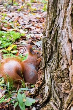 Cute fluffy red squirrel sitting on grass,looking for food near big tree in.. Stock Photos