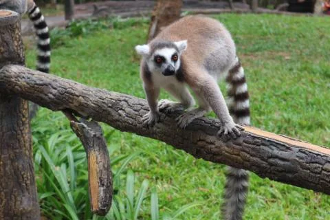 Cute, fluffy ring-tailed lemur . Wild animal park Stock Photos