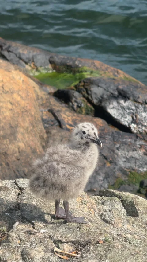 Cute Fluffy Seagull Chick Standing on Rocky Shore Vertical Video Stock Footage 343590980