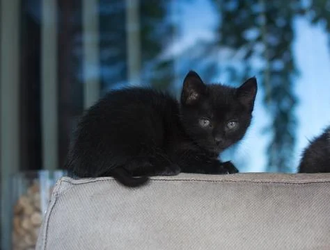Cute fluffy small kitten Stock Photos