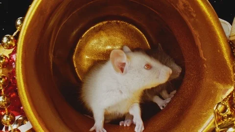 Cute fluffy small rats with white and grey furs sit in gold Christmas pot. Stock Footage 117018557