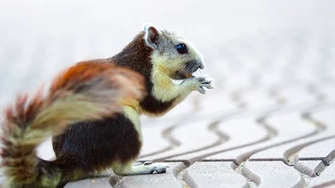 Cute fluffy squirrel eating corn on floor. Stock Footage 69814056