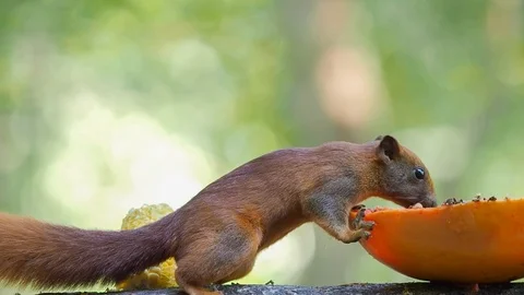 Cute fluffy squirrel eating corn on floor Stock Footage 90783126
