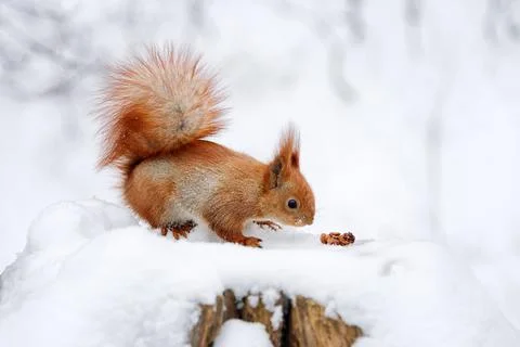Cute fluffy squirrel eating nuts on a white snow in the winter forest. Stock Photos