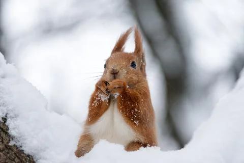Cute fluffy squirrel eating nuts on a white snow in the winter forest. Stock Photos