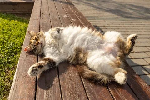 Cute fluffy stray cat sleeping on its back on a wooden bench in Istanbul 스톡 사진