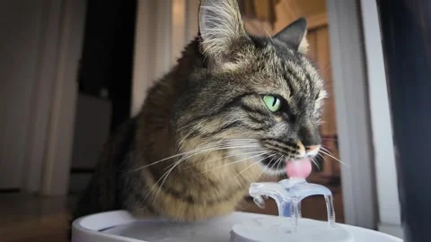 Cute Fluffy Tabby Cat Drinking Fresh Water from Automatic Pet Fountain Indoors. Stock Footage 324889971