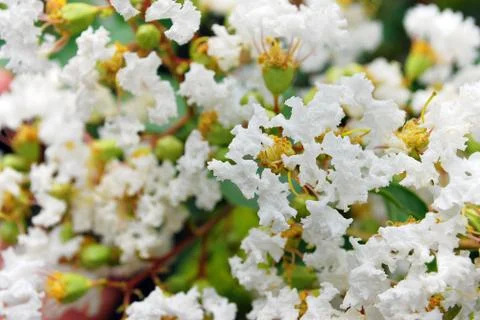 Cute Fluffy Tiny White Flowers Stock Photos
