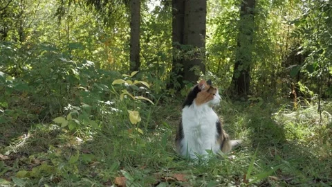 A cute fluffy white cat with spots sits alone in the forest Stock Footage 147257775