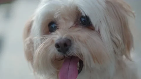 Cute fluffy white dog panting in slow motion Video stock 333415329