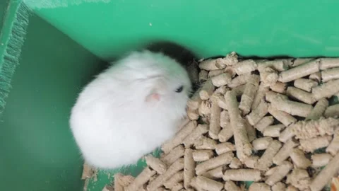 Cute fluffy white dwarf hamster sitting in a cage on wooden pellet bedding Stock Footage 346130733