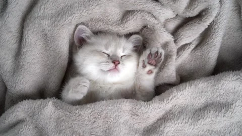 Cute fluffy white kitten sleeping covered with a gray soft blanket, the concept Stock Footage 166125723