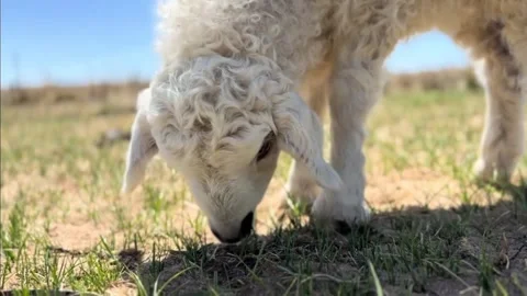A cute fluffy white lamb grazing on green grass in a sunny field Vidéo 334635223