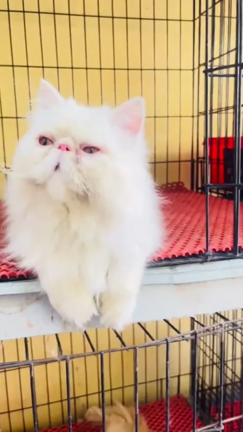 Cute Fluffy White Persian Cat in a Cage Sitting and Looking Around. Vídeos de archivo 336690923